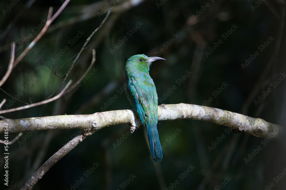 Naklejka premium Blue-bearded Bee-eater on the tree branch in Khao Yai National Park, Thailand