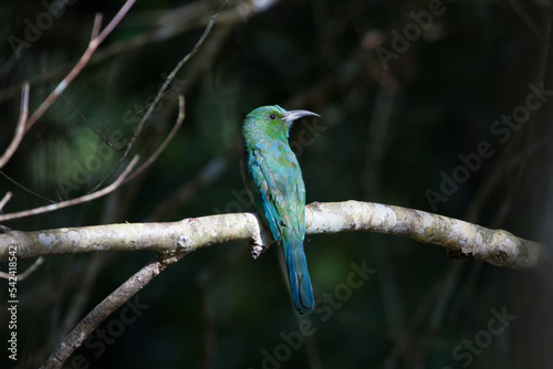 Blue-bearded Bee-eater on the tree branch in Khao Yai National Park, Thailand