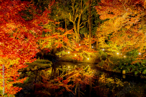 Fototapeta Naklejka Na Ścianę i Meble -  Autumn leaves in Kyoto