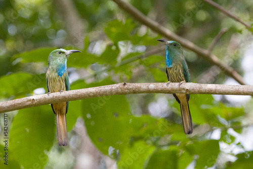 Two Blue-bearded Bee-eater on the tree branch in Khao Yai National Park, Thailand