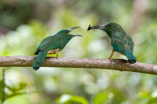 Blue-bearded Bee-eater is feeding her baby on the tree branch in Khao Yai National Park, Thailand