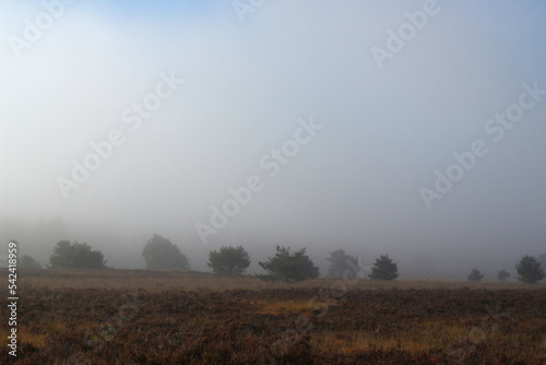 Heathland in Dutch nature area "Veluwe" in the mist and fog in the morning