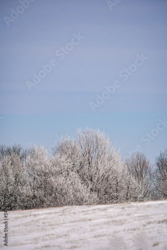 Wallpaper Mural Snow covered trees on a snowy hill in the winter under a clear blue sky in Amish country, Ohio Torontodigital.ca