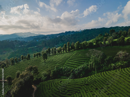Aerial view of green tea plantation in the morning