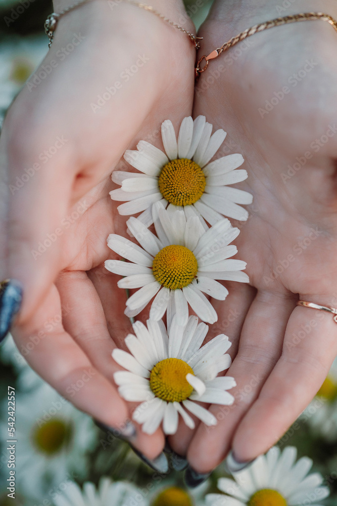 Three chamomile flowers in the palms of a girl against the background of a chamomile field Three chamomile flowers in the palms of a girl against the background of a chamomile field