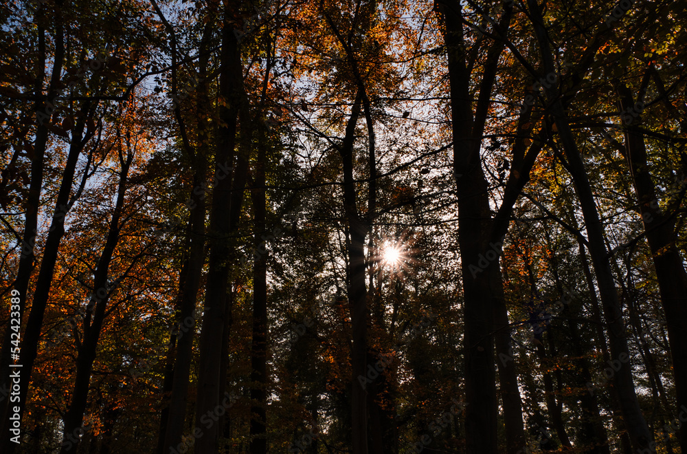 Herbstsonne hinter den Bäumen im Wald