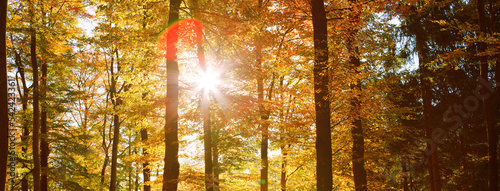 Autumn morning in colorful forest with sun rays through branches of trees.