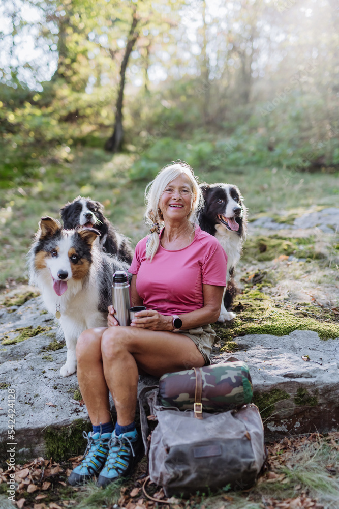 Senior woman having break during walking her three dogs in forest. Senior woman having break during walking her three dogs in forest.
