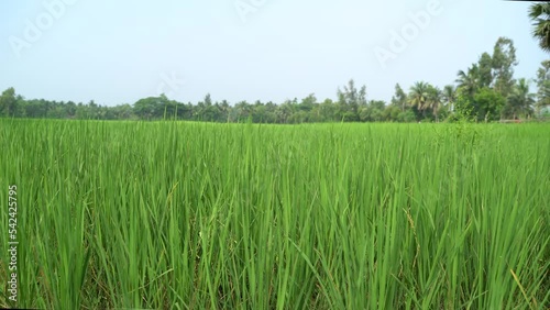 Paddy has grown in the field. photo