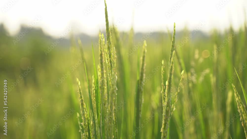 Paddy has grown in the field. Paddy has grown in the field.