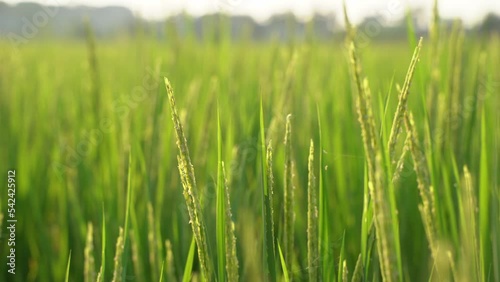 Paddy has grown in the field. photo