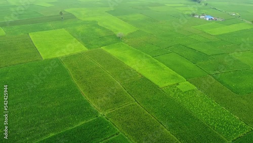 Ariel view shot of the deep Green paddy field. photo