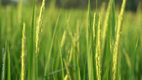 Paddy has grown in the field. photo