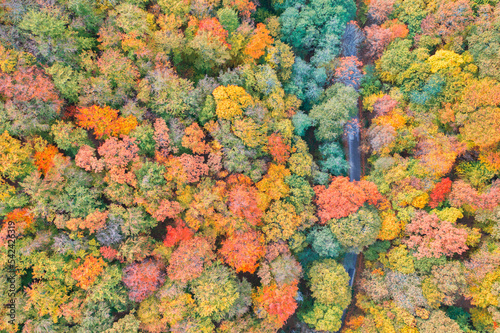 Aerial view of forest and road in autumn with colorful trees. Drone photography. Amazing nature landscape dreamy top aerial view. Mountain forest natural vivid colors. Aerial colorful fall foliage