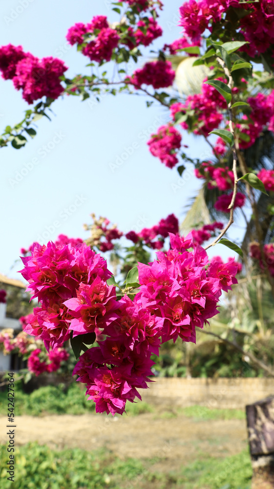 pink bougainvillea or paper flowers flourishing in nature during the summer season