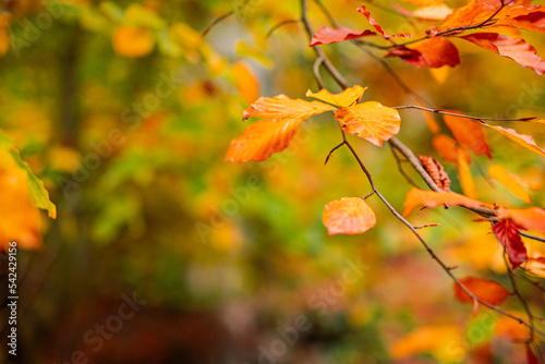 Beautiful nature closeup. Gold orange fall leaves in park, autumn natural background on peaceful blurred foliage. Relaxing nature leaves, colors. Serene tranquil sunshine abstract forest landscape