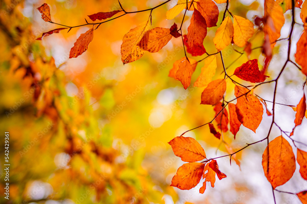 Beautiful nature closeup. Gold orange fall leaves in park, autumn natural background on peaceful blurred foliage. Relaxing nature leaves, colors. Serene tranquil sunshine abstract forest landscape Beautiful nature closeup. Gold orange fall leaves in park, autumn natural background on peaceful blurred foliage. Relaxing nature leaves, colors. Serene tranquil sunshine abstract forest landscape