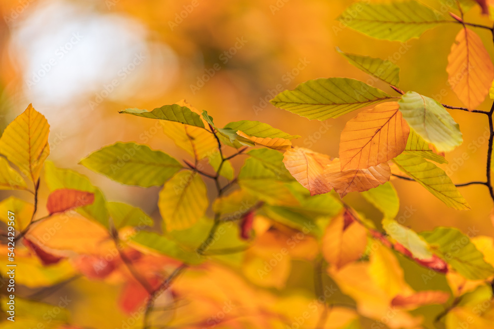 Beautiful nature closeup. Gold orange fall leaves in park, autumn natural background on peaceful blurred foliage. Relaxing nature leaves, colors. Serene tranquil sunshine abstract forest landscape