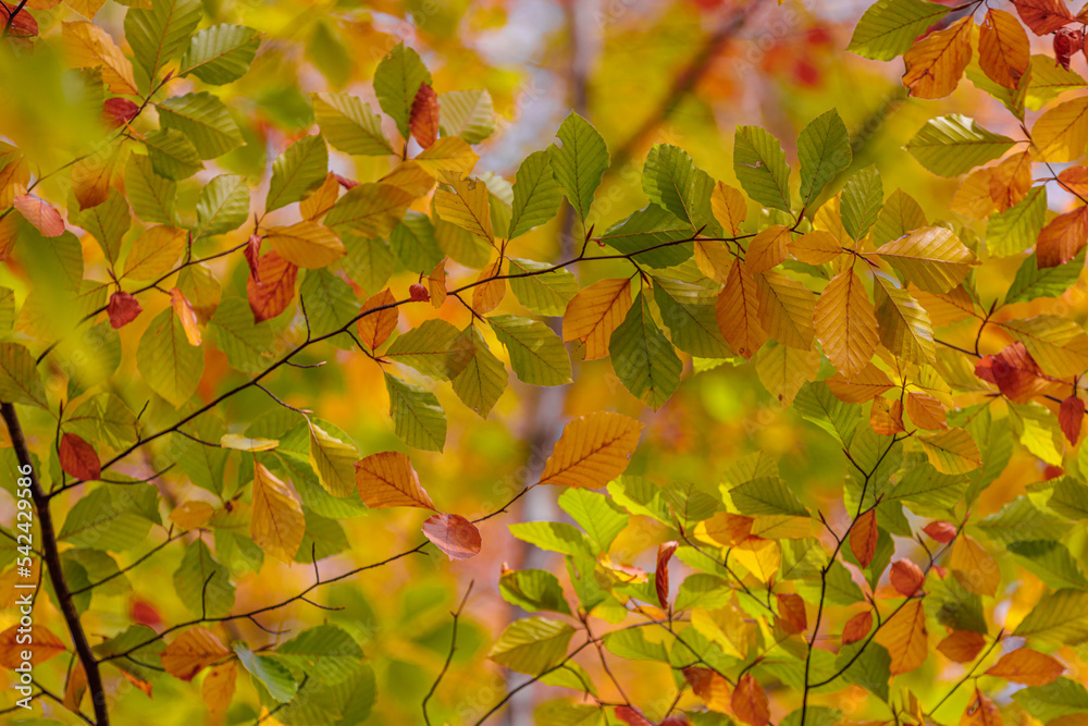 Beautiful nature closeup. Gold orange fall leaves in park, autumn natural background on peaceful blurred foliage. Relaxing nature leaves, colors. Serene tranquil sunshine abstract forest landscape Beautiful nature closeup. Gold orange fall leaves in park, autumn natural background on peaceful blurred foliage. Relaxing nature leaves, colors. Serene tranquil sunshine abstract forest landscape