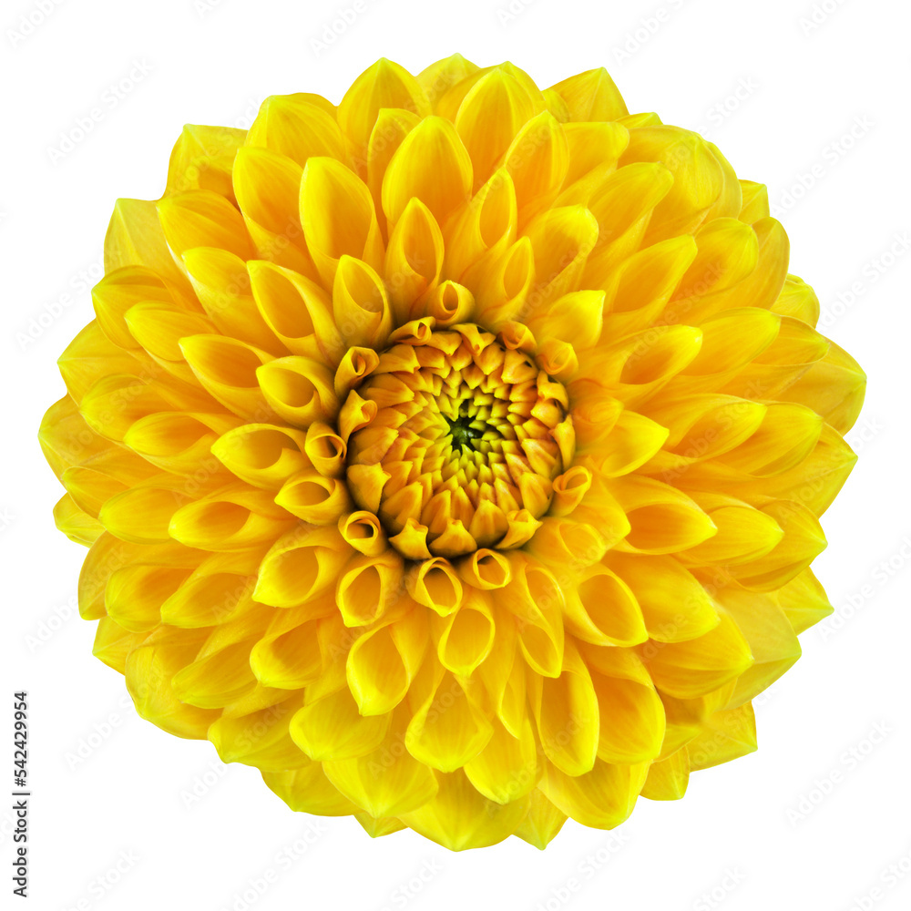 Gelbe Dahlie in der Nahaufnahme Hintergrund transparent Gelbe Dahlie in der Nahaufnahme Hintergrund transparent
