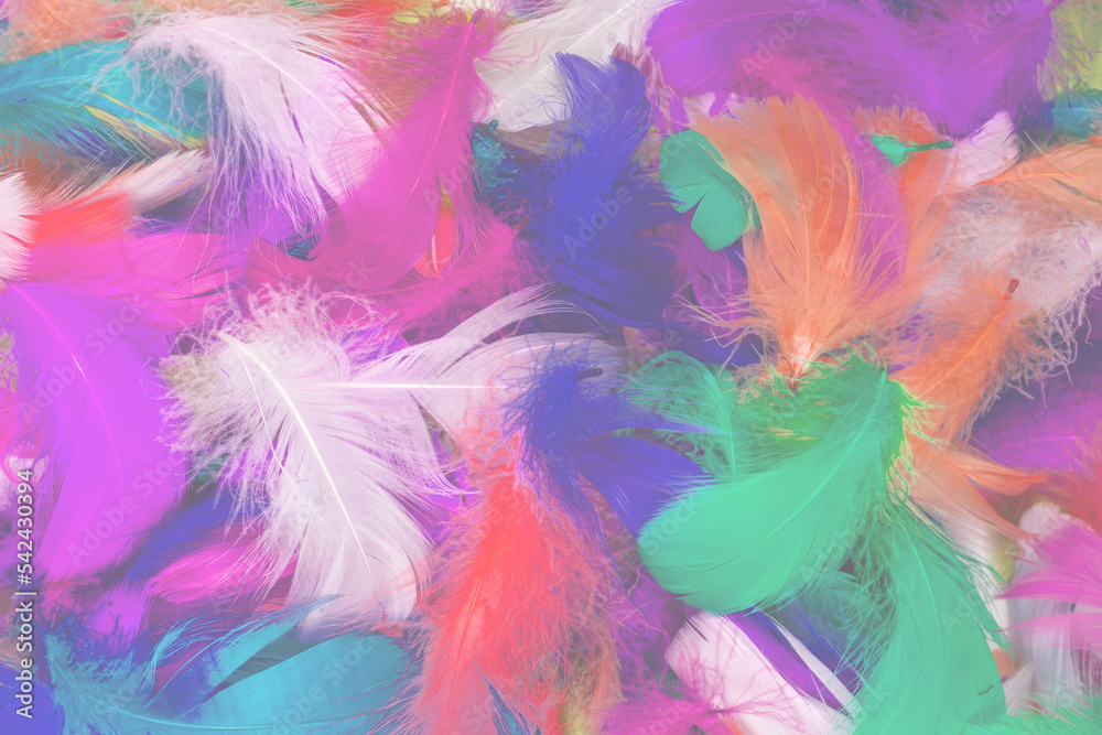 Colorful feather background. Colorful feather background.