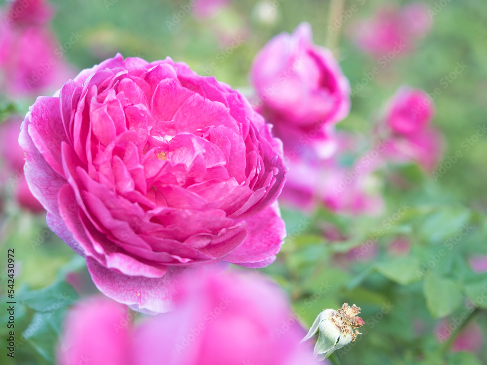 Rose flower garden,Pink color for background