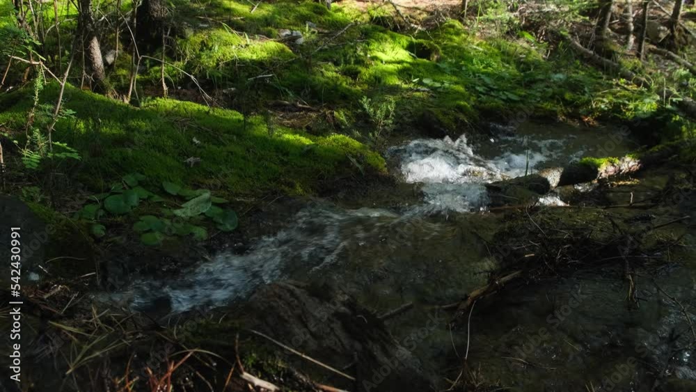 Beautiful green moss and grass on the bank of swift mountain stream. Close-up, selective focus. Clean planet, ecology concept. Beautiful green moss and grass on the bank of swift mountain stream. Close-up, selective focus. Clean planet, ecology concept.