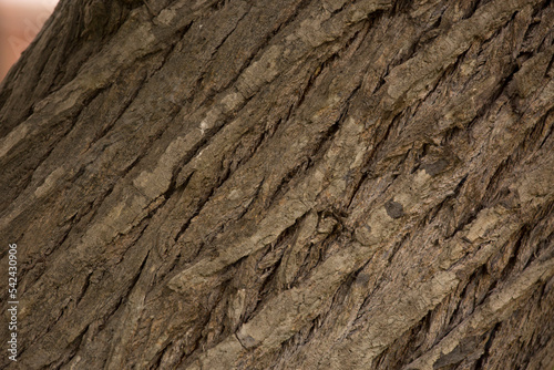 Tree trunk old plant natural texture
