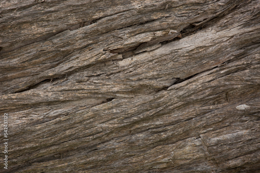 Tree trunk old plant natural texture Tree trunk old plant natural texture