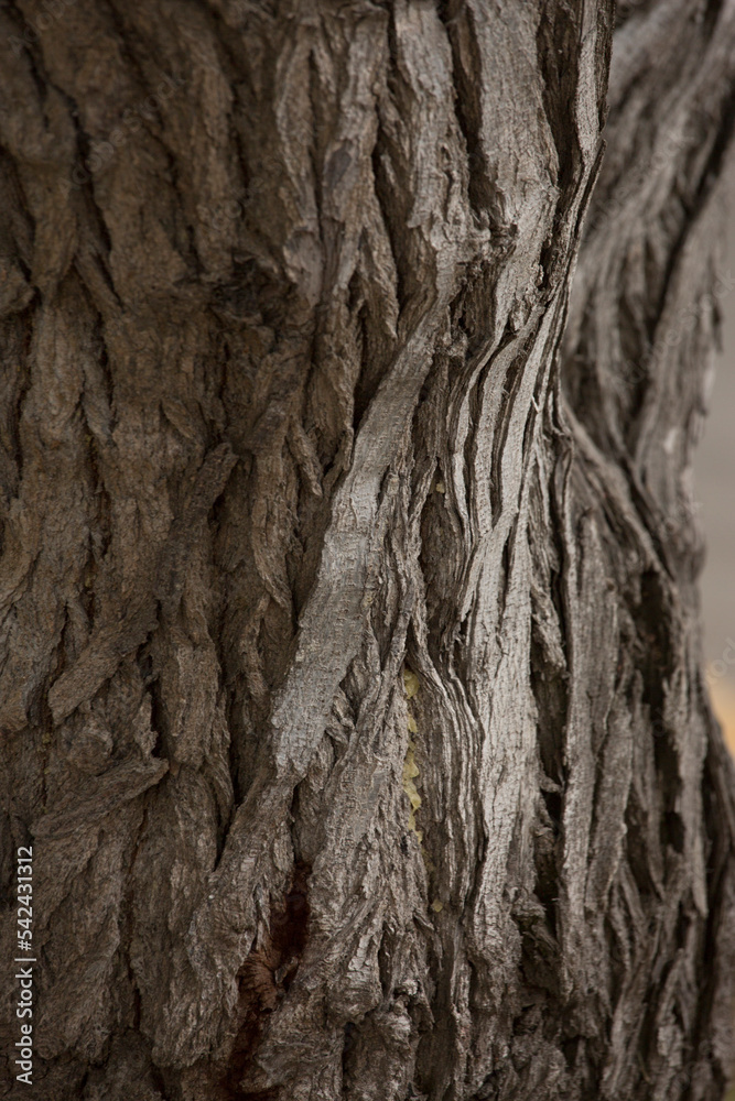Tree trunk old plant natural texture