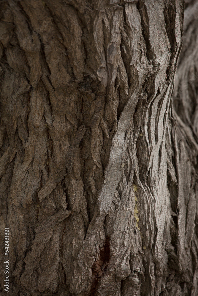 Tree trunk old plant natural texture Tree trunk old plant natural texture