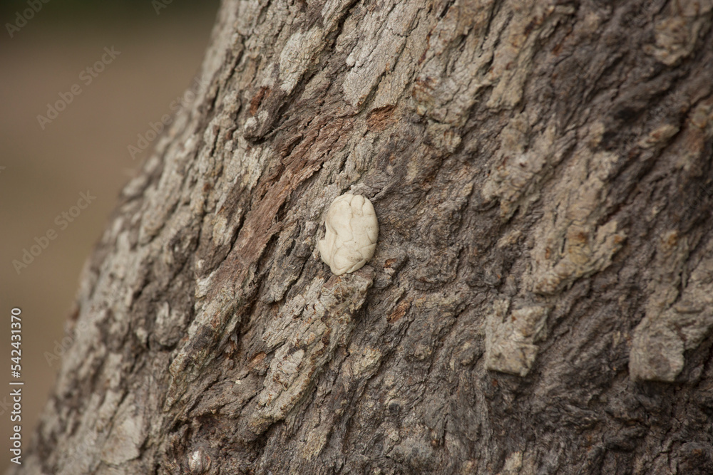 Tree trunk old plant natural texture Tree trunk old plant natural texture