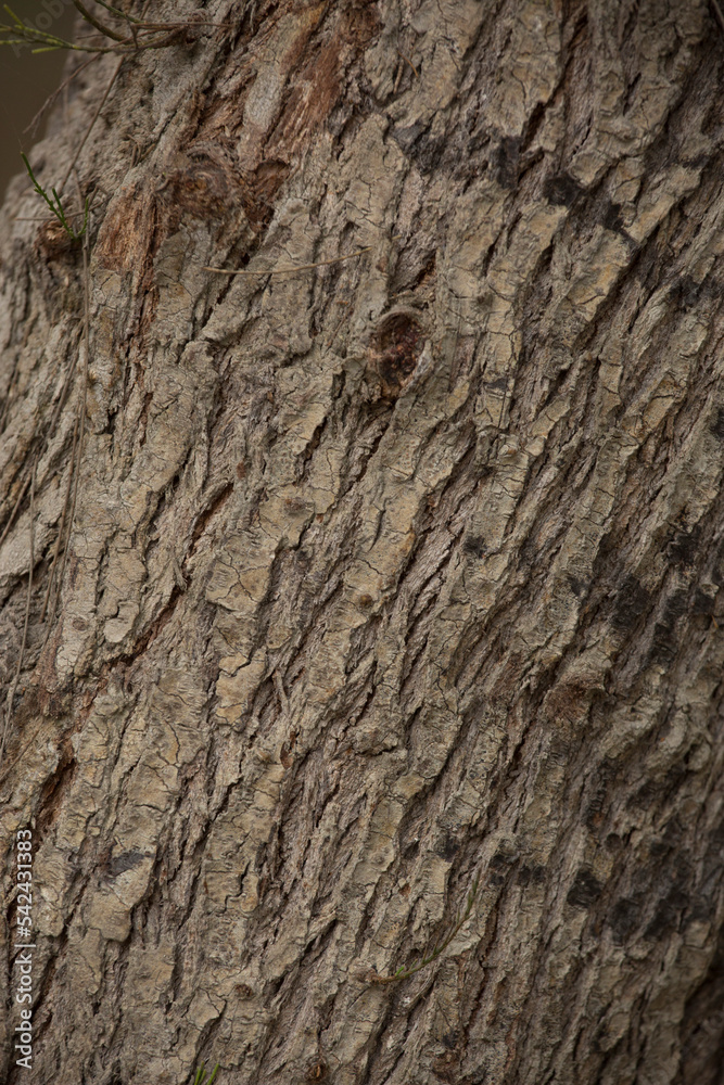 Obraz premium Tree trunk old plant natural texture