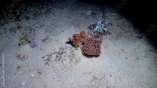 Common Octopus underwater shot
Common Octopus, Palau, 2022
 photo