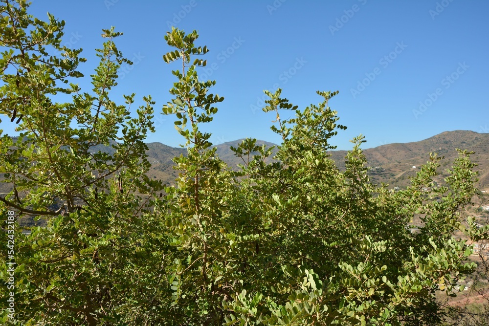 Closeup of a green tree on the background of mountains under the clear sky