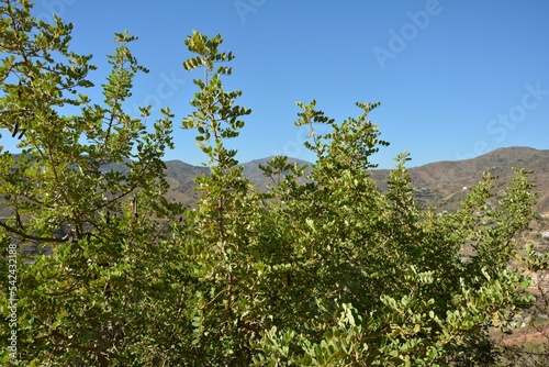 Closeup of a green tree on the background of mountains under the clear sky