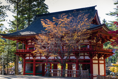 Obraz na płótnie 高野山の紅葉 w salonie