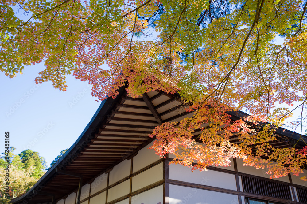 高野山の紅葉