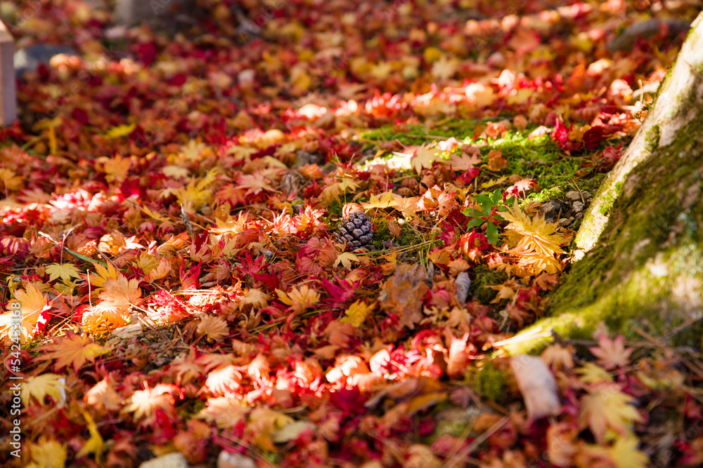 高野山の散り紅葉