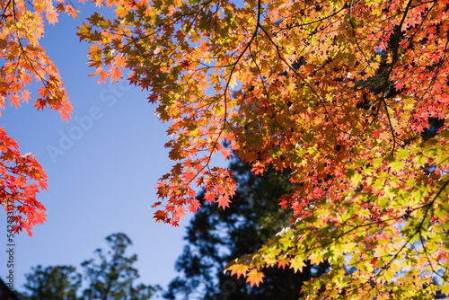 Obraz na płótnie 高野山の紅葉 w salonie