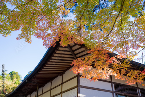 Obraz na płótnie 高野山の紅葉 w salonie