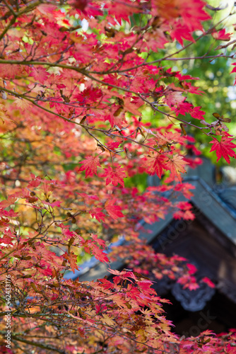 Obraz na płótnie 高野山の紅葉 w salonie