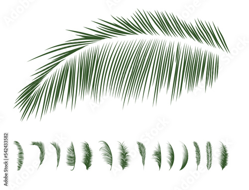 Set of palm branches silhouettes