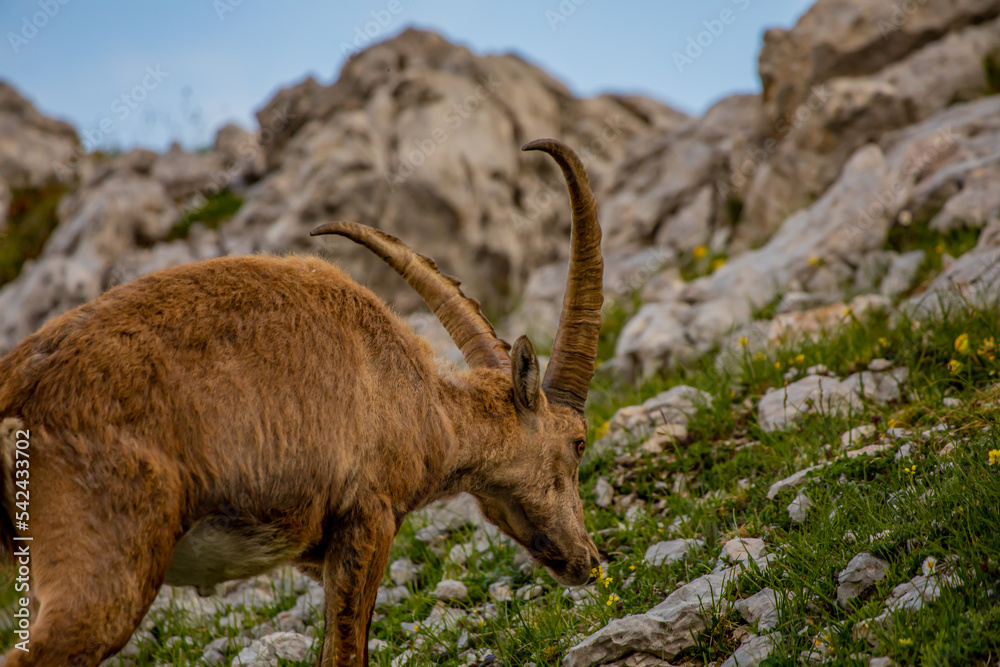 Alpine ibex picture taken in Julian alps, Slovenia Alpine ibex picture taken in Julian alps, Slovenia