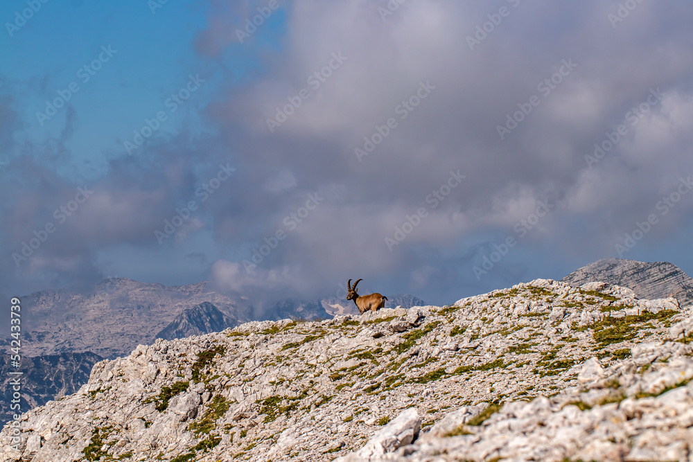 Alpine ibex picture taken in Julian alps, Slovenia Alpine ibex picture taken in Julian alps, Slovenia