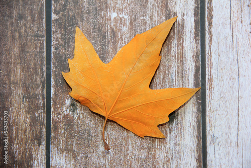 dry orange maple leaves on a wooden background