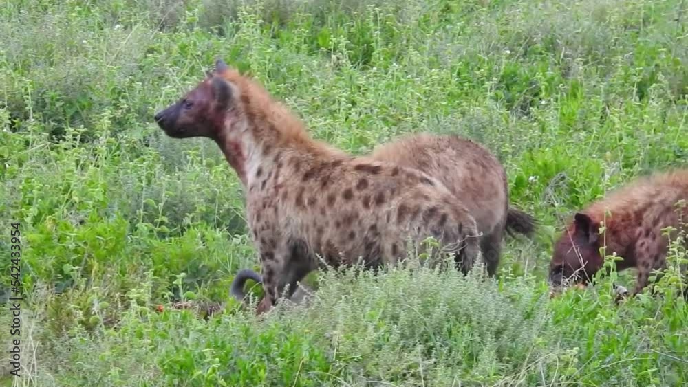 Spotted Hyenas feeding a blue wildebeest calf carcass, Tanzania
Serengeti National Park, Tanzania, 2022
Spotted Hyenas feeding a blue wildebeest calf carcass, Tanzania
Serengeti National Park, Tanzania, 2022