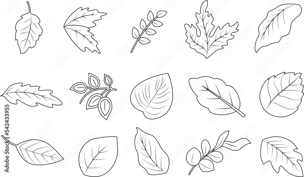 Fototapeta Hand drawn leaf clipart, vector illustration. Outline leaf