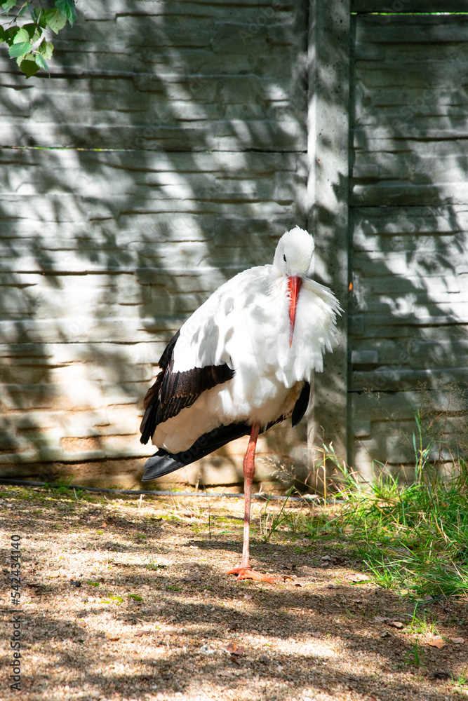 A stork standing on one leg.