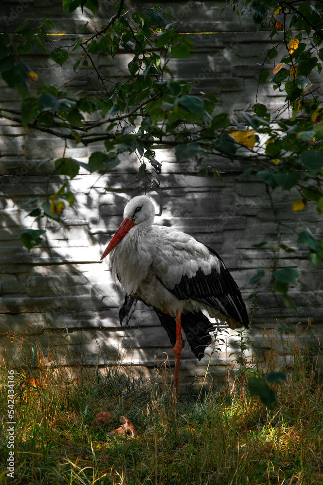 A stork standing on one leg.